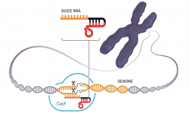 editing del genoma premio nobel per la chimica
